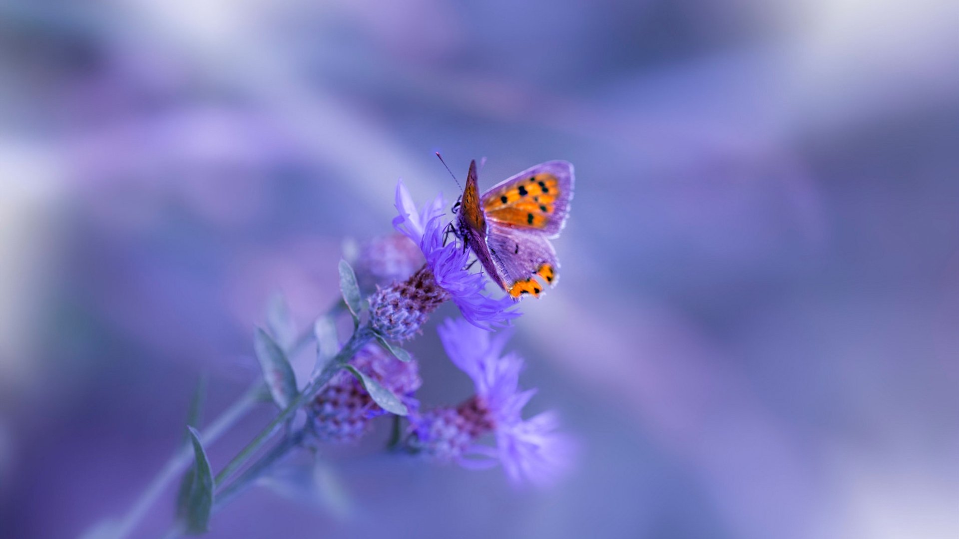 “意甲末段攻坚战,冠军悬念持续升温”,意甲收官战