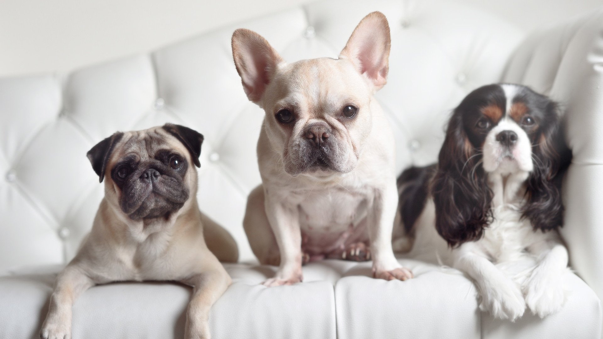 球队战略全解析：从战术布置到执行细节，球队战术怎么设置