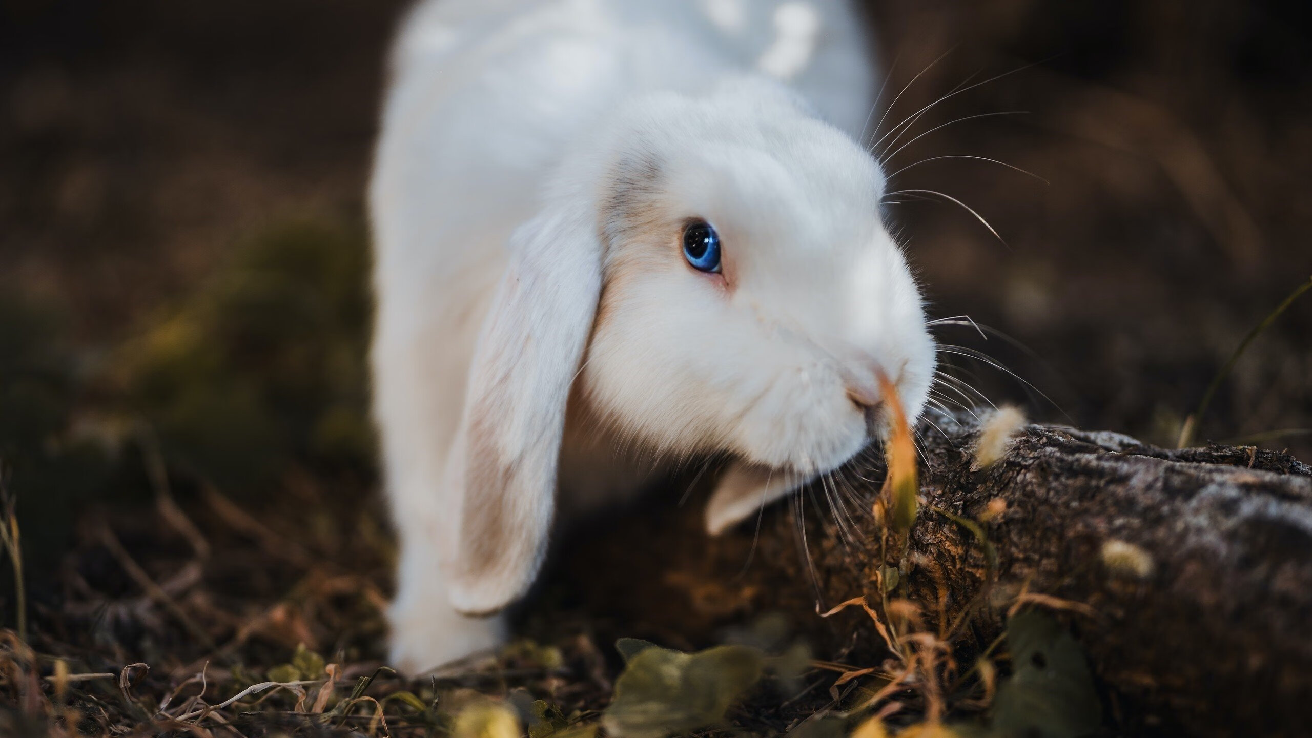 篮球运动员伤病康复科学管理体系完善,篮球运动员损伤