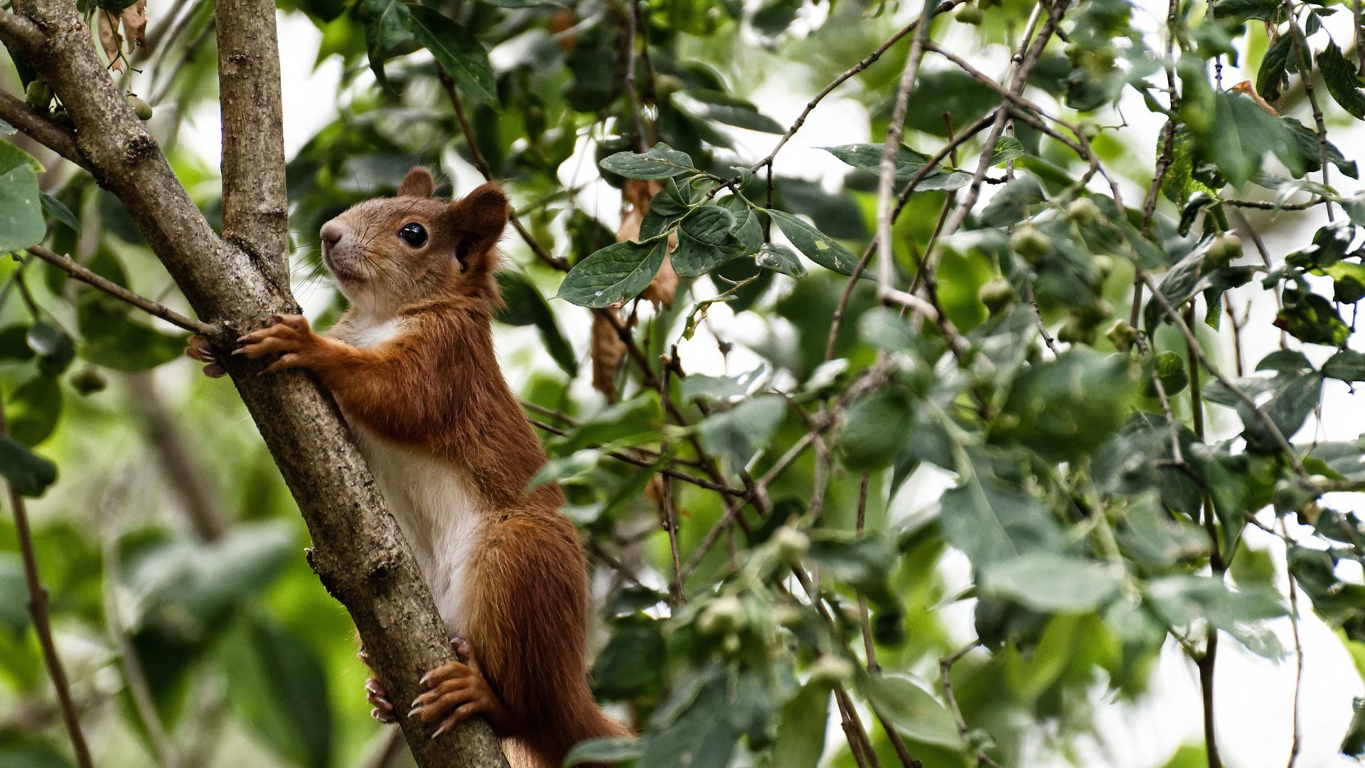 篮球运动员伤病预防与康复技术研究，篮球运动员疾病