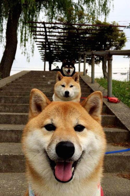 佛罗伦萨足球俱乐部在近期比赛中表现出色，佛罗伦萨属于哪个球队