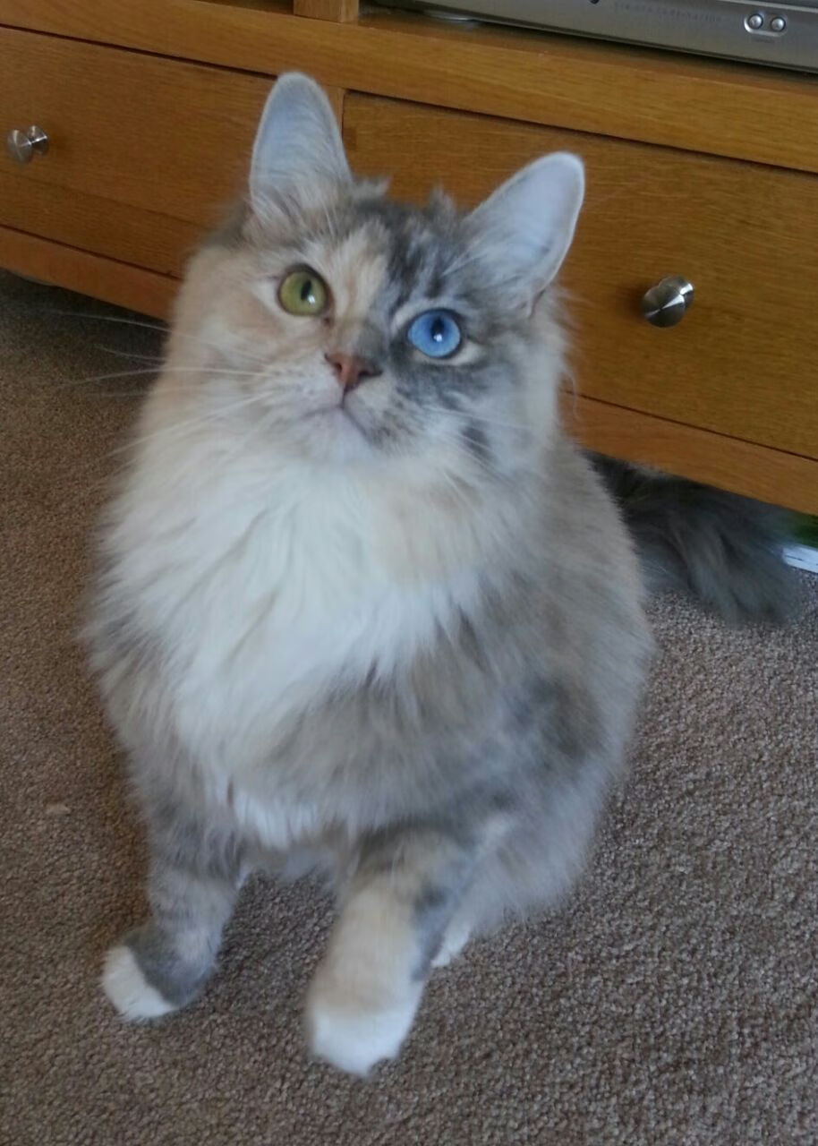 利物浦1-0西汉姆,萨拉赫制胜,利物浦vs西汉姆聚胜顽球汇