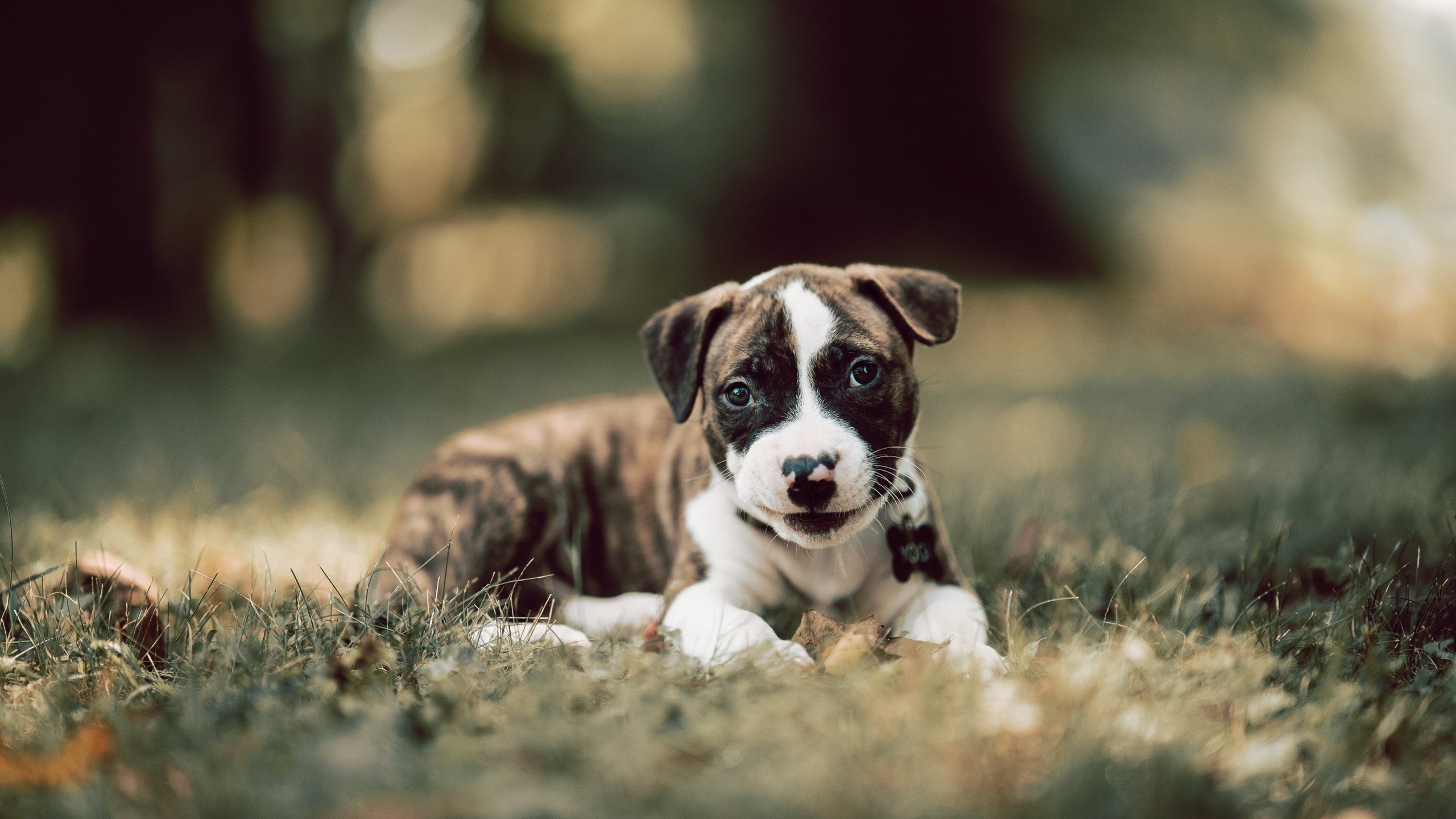 汉堡球队状态逐渐回暖,近期表现出色,汉堡队球迷