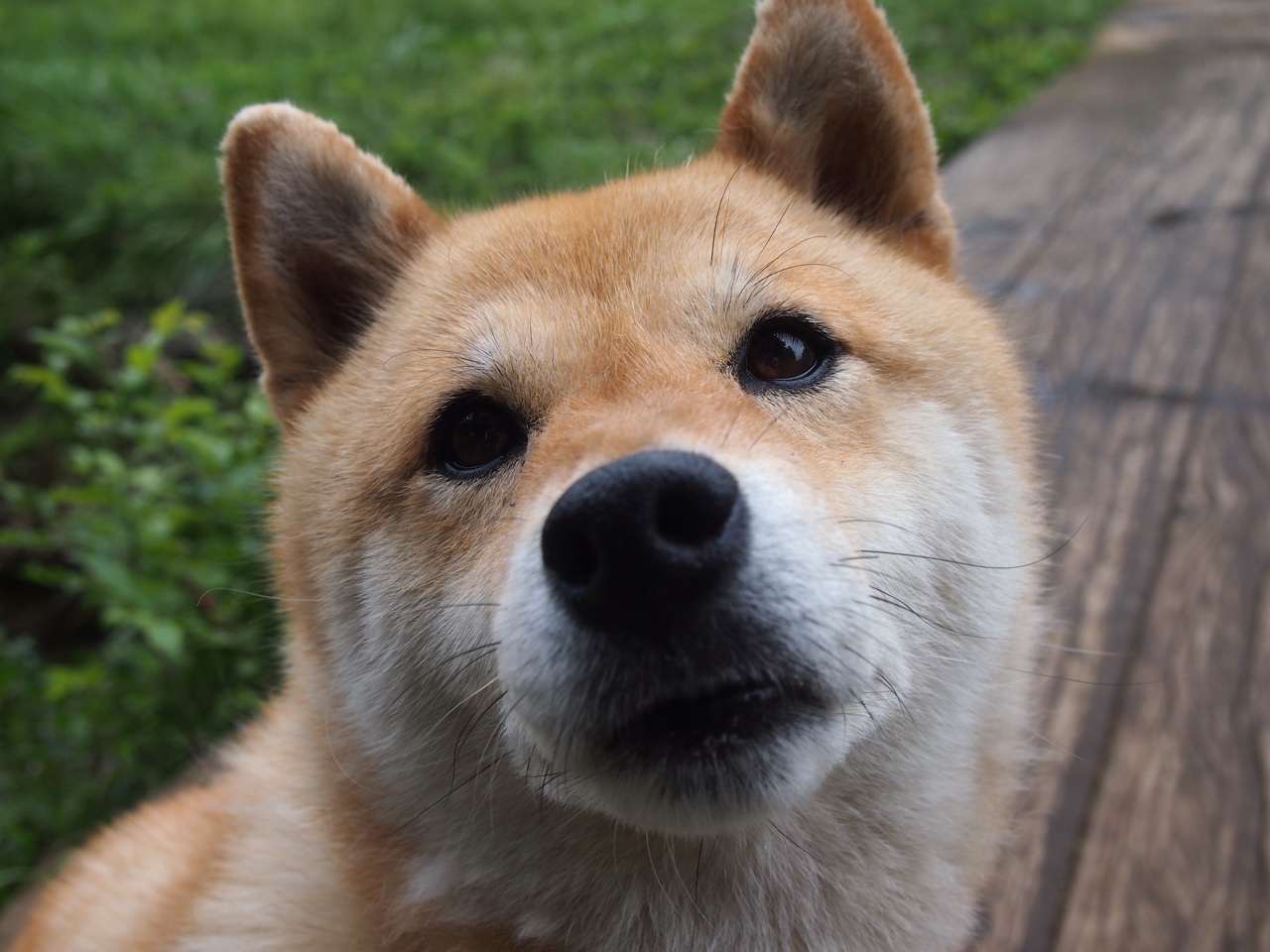 皇家贝蒂斯主场1-1战平马德里竞技，双方互交白卷，皇家贝蒂斯对皇家马德里分析预测