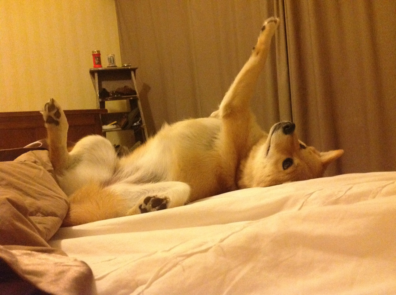 荷兰队精彩表现，大胜特立尼达和多巴哥，多特瞄准荷兰双边锋_强的心有所属 年轻的