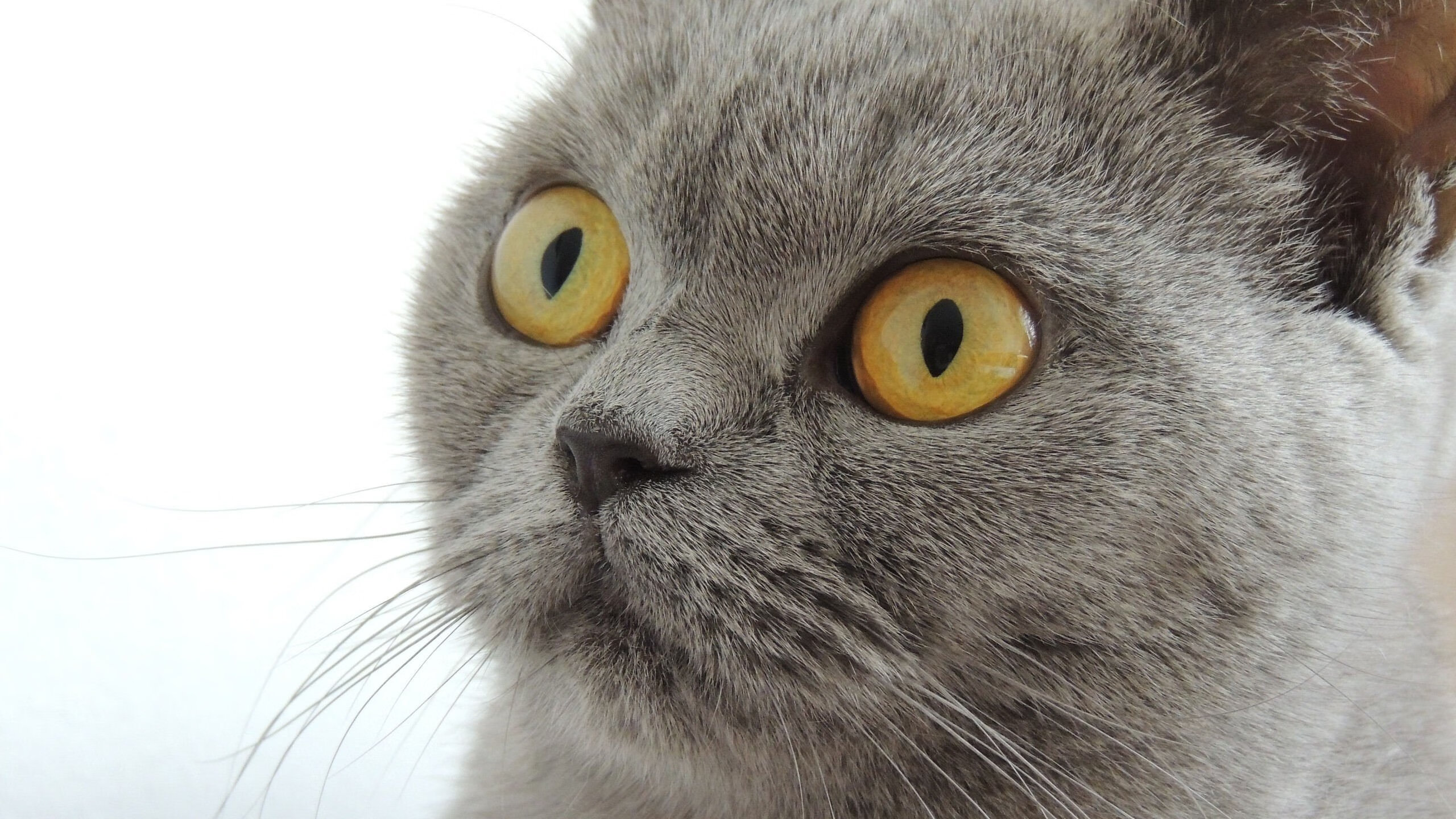 荷兰队踢平挪威，积分榜变动或引人瞩目，荷兰1_1挪威