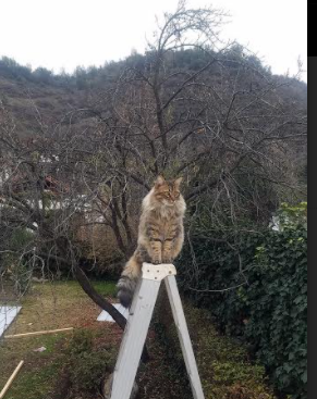 阿森纳签下经验丰富的后卫，增强防线深度，阿森纳历史著名中后卫