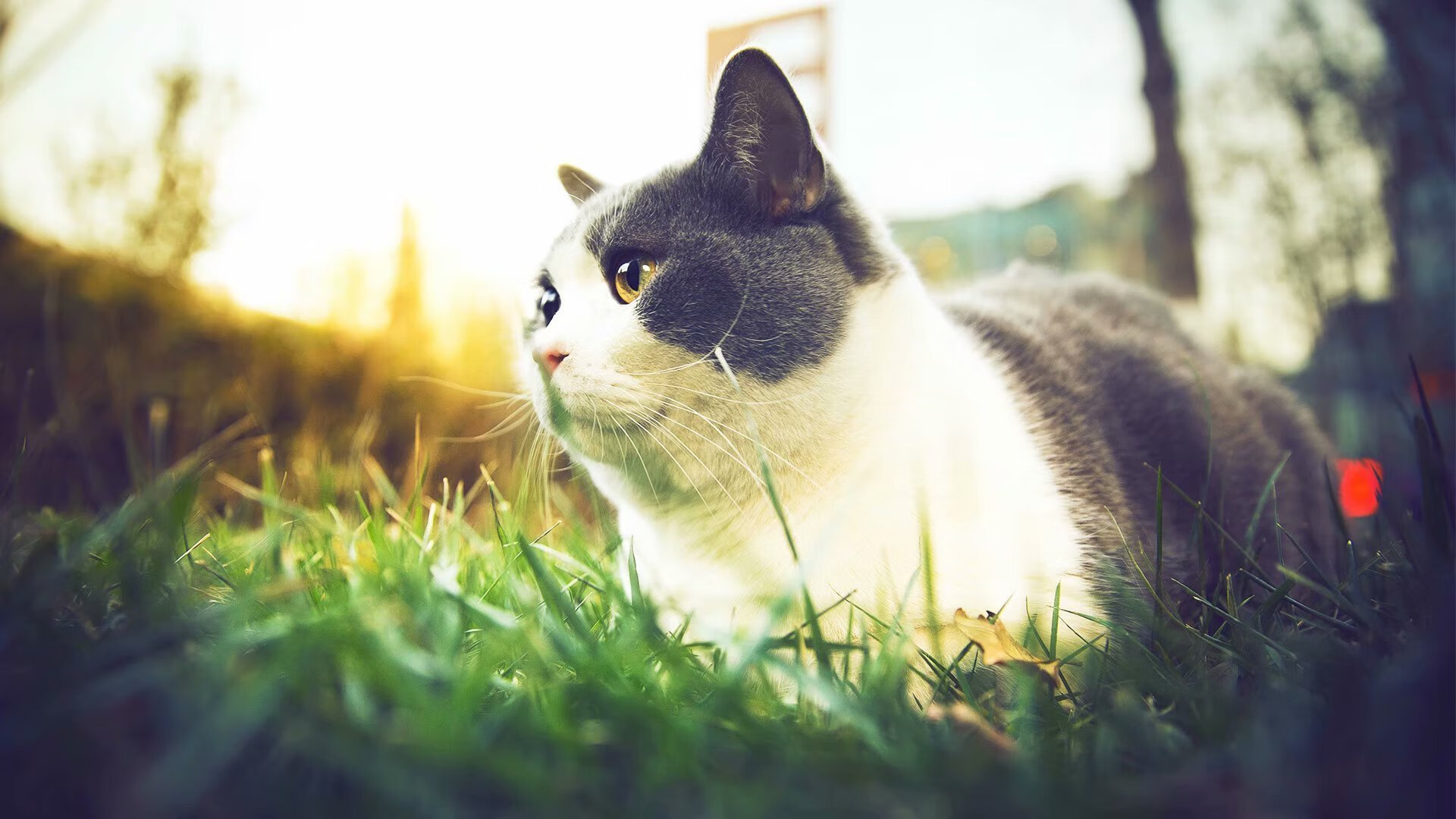 国足历史大比分胜场比赛回顾，国足历史大比分胜场比赛回顾视频