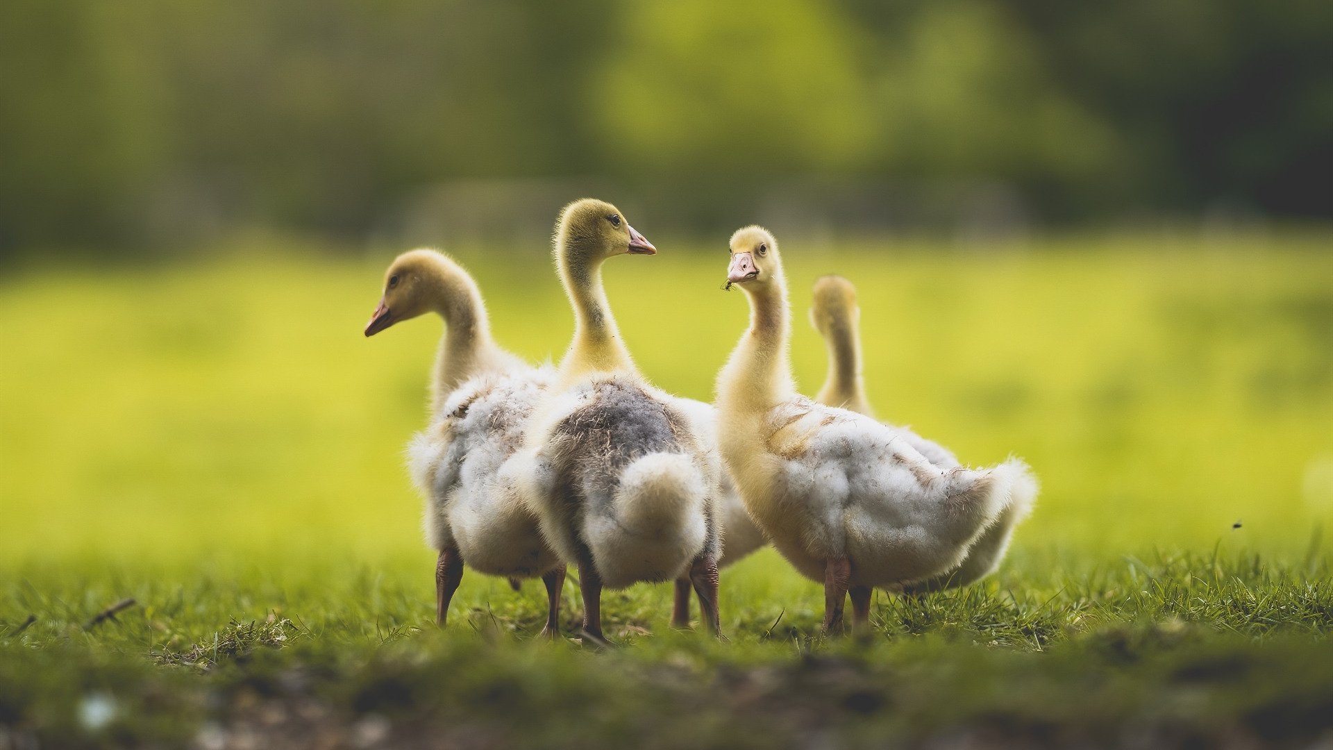 加拿大队赛制解析:如何利用赛制创新提升球员整体表现,加拿大落选赛
