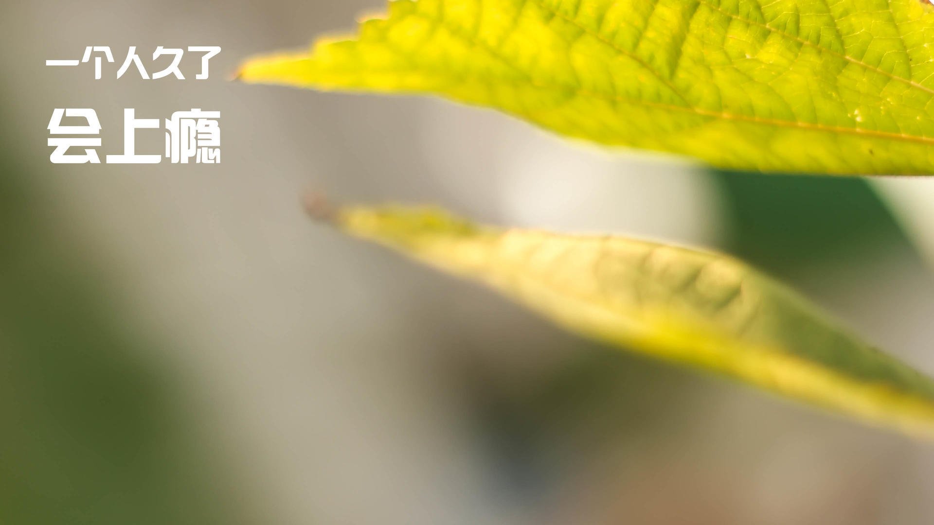 杨瀚森代表中国队参加国际篮球邀请赛，杨瀚儒简介