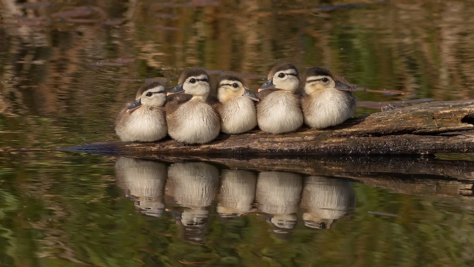 皇家贝蒂斯突破配合形成高效进攻链，皇家贝蒂斯转入球员