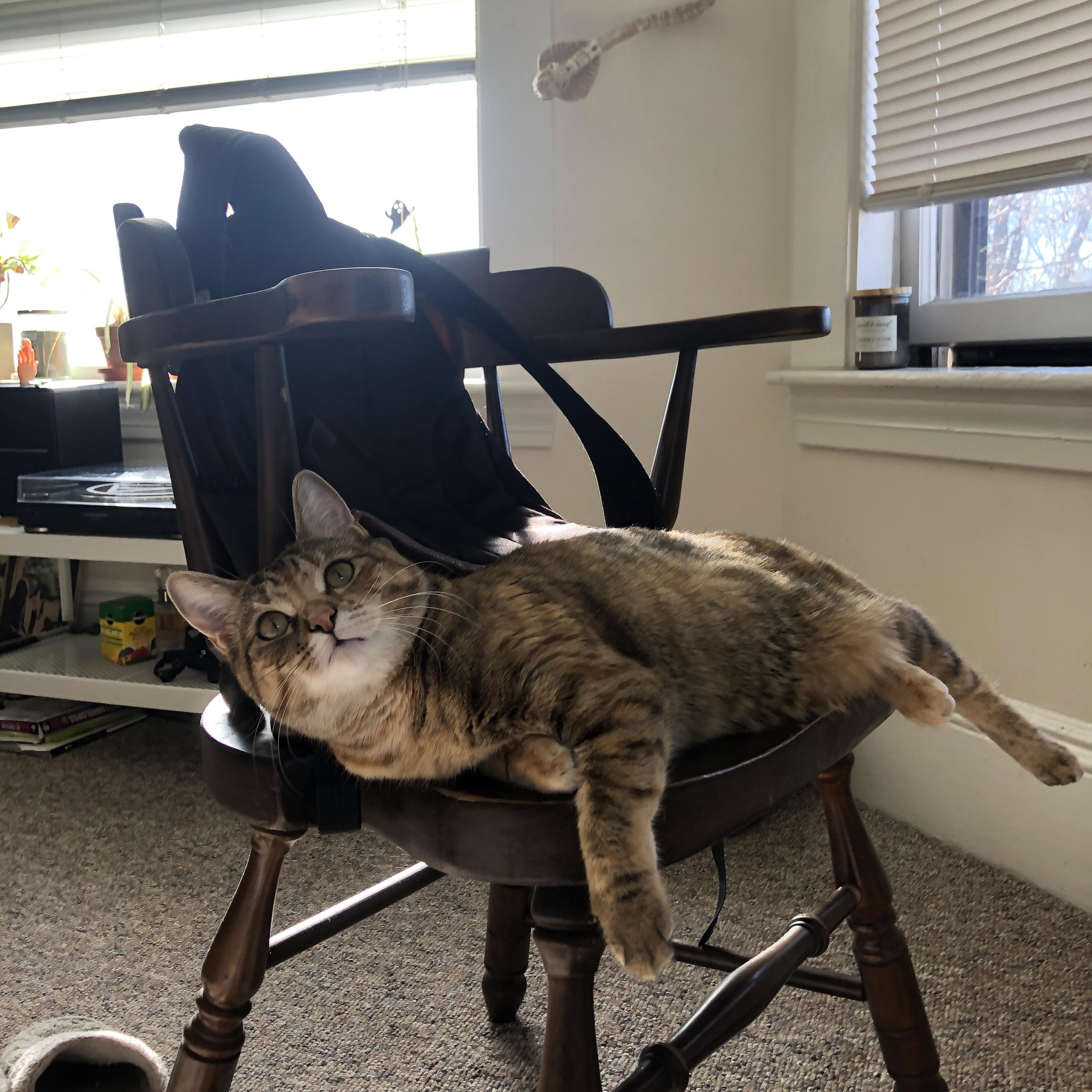 卡普尔凭借坚韧的意志与速度优势，成为袋鼠队重要的反击利器，万代卡普尔