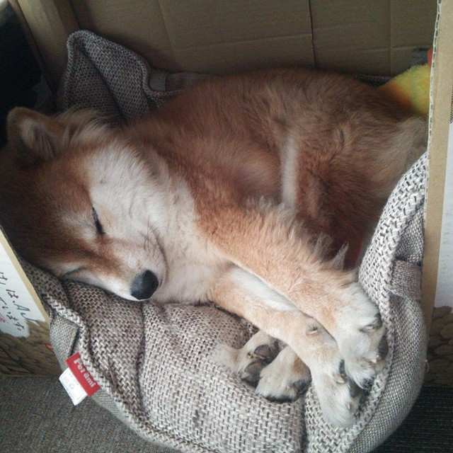 拜仁慕尼黑延续强势，稳坐德甲头把交椅